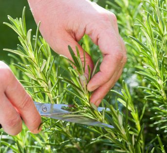 Moltiplicare le erbe aromatiche