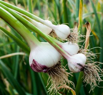 L’aglio tra coltivazione e proprietà benefiche