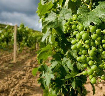 Vendemmia 2014, forse la più scarsa dal 1950