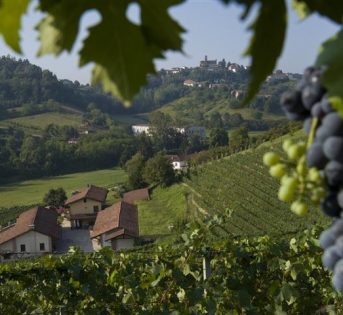 Vendemmia 2015, più raccolti e ottima qualità