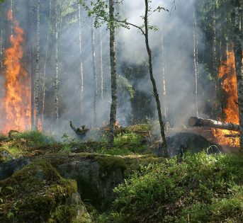 Festa degli alberi 2017, rovinata dagli incendi