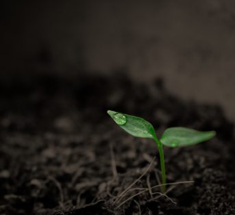 Le cure per migliorare la salute dell’orto