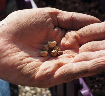 Le semine d’inizio inverno