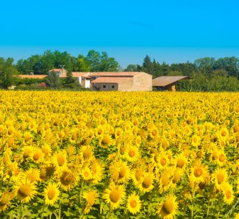 Efficienza energetica e Agrifood