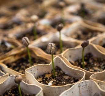I lavori nell’orto a fine inverno