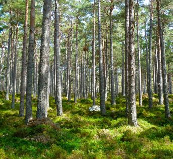 Giornata mondiale delle foreste e dei boschi: un patrimonio da salvaguardare
