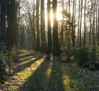 Lo stato delle foreste nel mondo