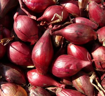 Scalogno: il cugino nobile della cipolla