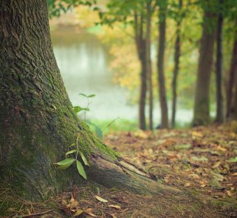 L’albero, un compagno di vita