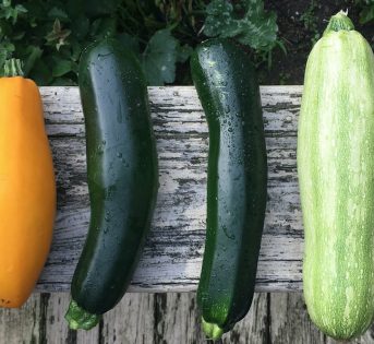 Zucchine, come coltivarle anche in terrazzo