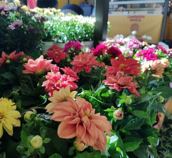 Made in Italy, export record per piante e fiori