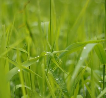 Via libera dell’Ue al bio contaminato