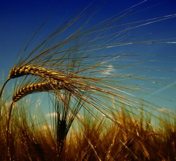 Stop glifosato nei prodotti Barilla