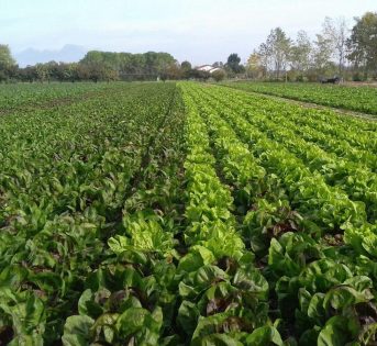 Dal tabacco alla canapa, la scommessa di un’azienda friulana