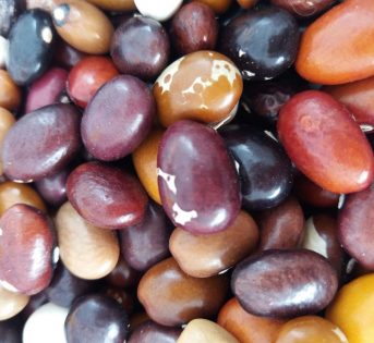 Biodiversità, un tesoro da custodire