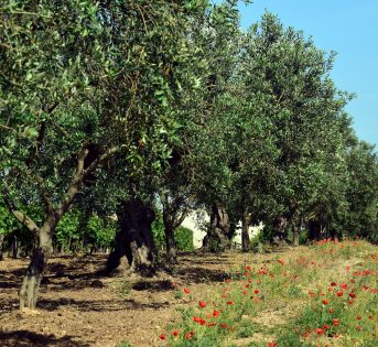 Salgono a 1 miliardo i danni da Xylella