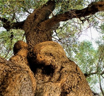 Giornata olivo: celebrare un simbolo millenario di pace e sostenibilità