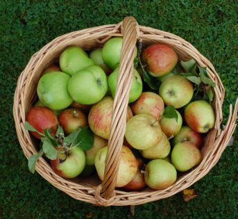 Biodiversità, conosciamola meglio