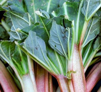 Rabarbaro, l’amico di fegato e intestino