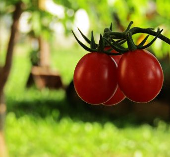 Salvaguardia dell’ambiente e consumi consapevoli