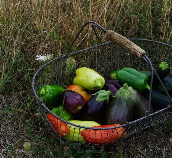 Biologico, approvato nuovo regolamento europeo