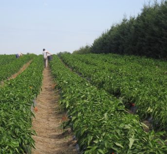 Voucher, addio a 50 mila posti di lavoro per l’estate