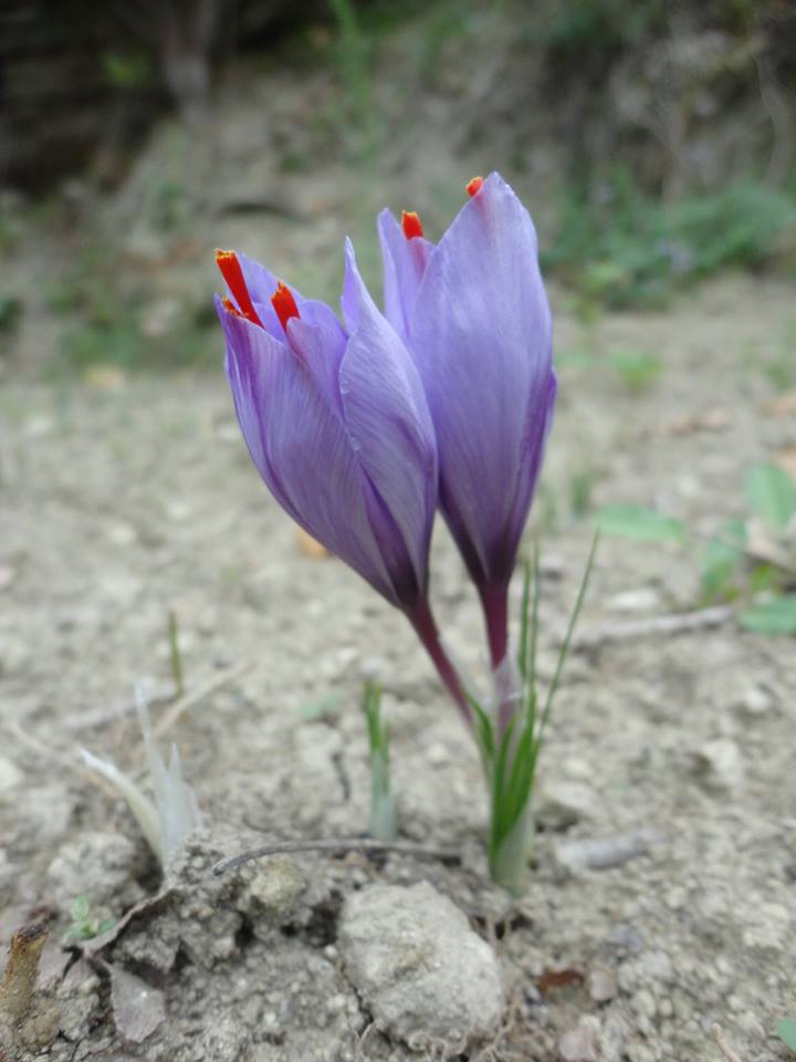 Campagna Amica