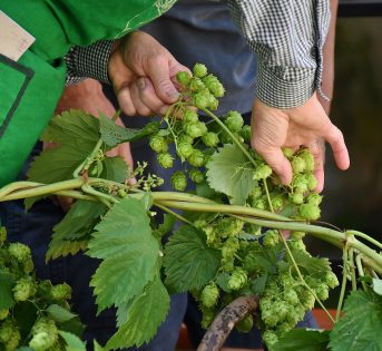 Nuovo contratto per 1,2 milioni di operai agricoli