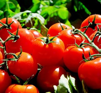 Pomodoro, star della dieta mediterranea