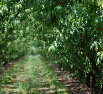Agricoltura italiana, la più green d’Europa