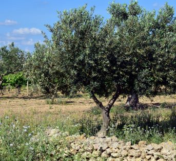 Olio, un accordo da record