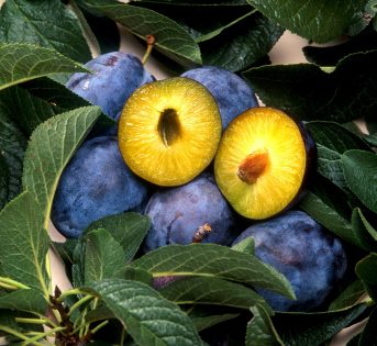 Prugna, il frutto dai grandi poteri