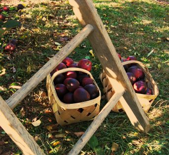 Al via la raccolta delle mele