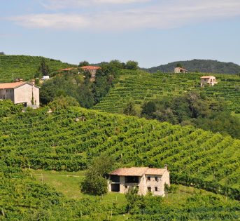 È iniziata la vendemmia del Prosecco