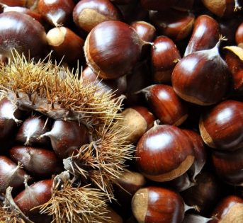 Castagne, grande ritorno delle italiane