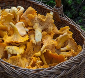 Dopo le piogge estive, è boom di funghi