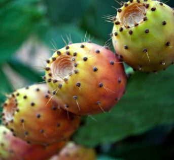 Fico d’India, frutto antico e prezioso