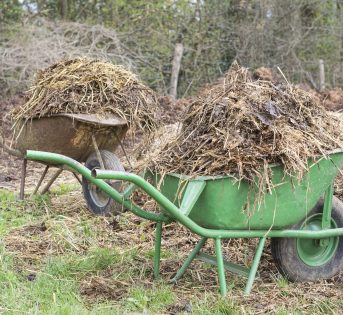 Novembre, il mese del “riposo” nell’orto