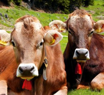 L’agrobiodiversità, patrimonio da tutelare