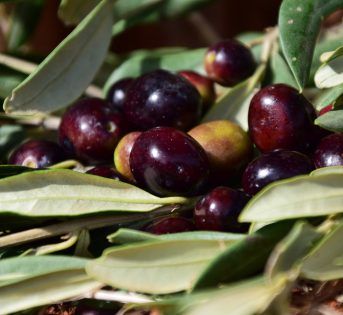 Olio made in Italy, la produzione scende del 38%