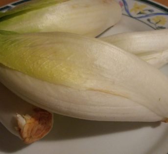 La forzatura dell’indivia belga