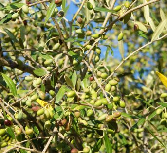 Il maltempo dimezza la produzione di olio evo