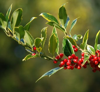 Natale in agriturismo tra accoglienza e progetti futuri