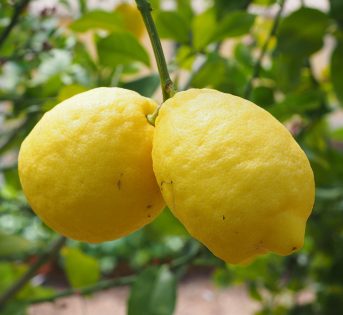 Come coltivare il frutto di Giove e di Giunone