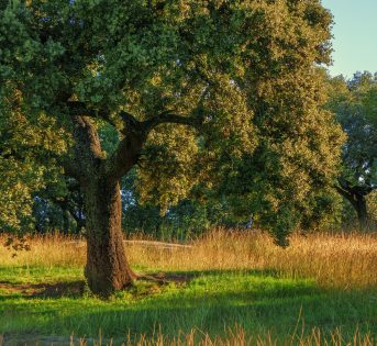 Giornata nazionale degli alberi: un patrimonio per l’umanità