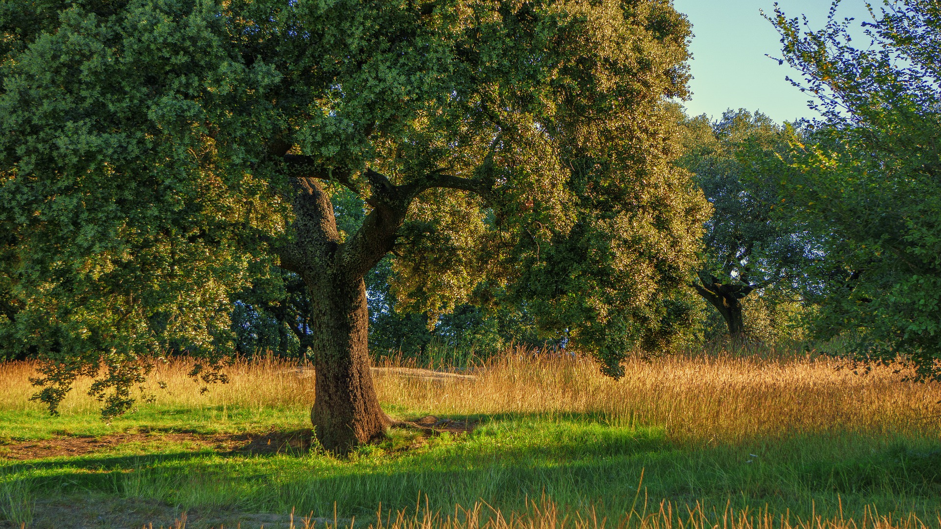Giornata Nazionale Degli Alberi Un Patrimonio Per L umanit 