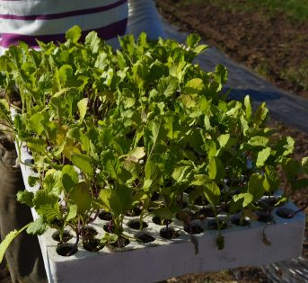 Agricoltura sociale, una tematica sempre più attuale