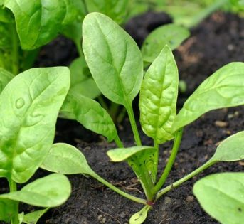 Spinaci, come coltivarli