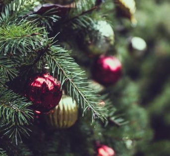 Tornano gli abeti della solidarietà nei nostri mercati