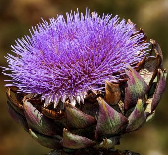 Il carciofo tra leggenda, arte e tradizione